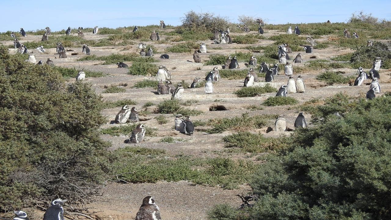 Ausflug Nach Punta Tombo In Puerto Madryn Für Kreuzfahrtpassagiere