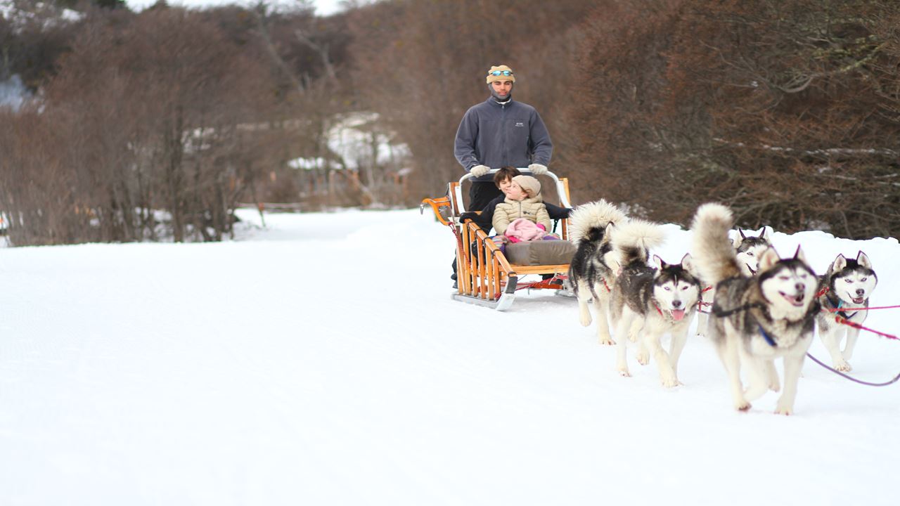 White Adventure With Huskies