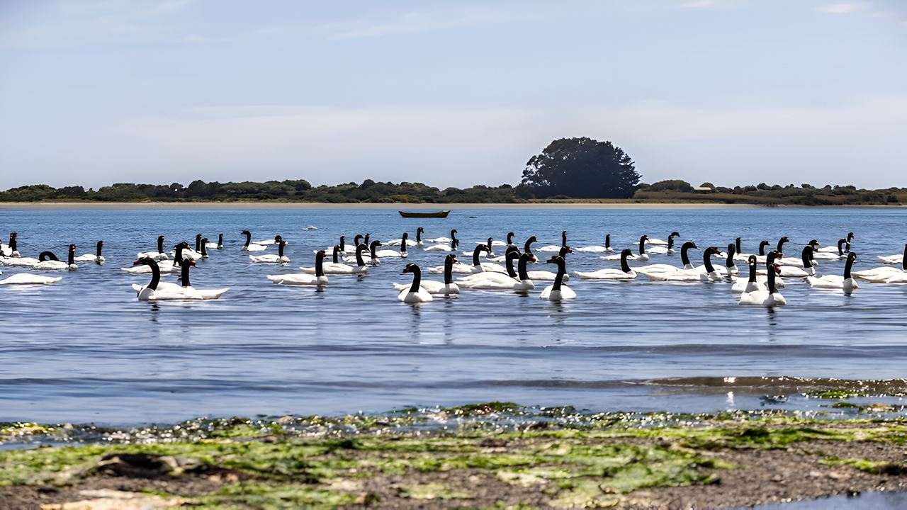 Abenteuer Auf Chiloé: Ancud, Caulin Und Lacuy
