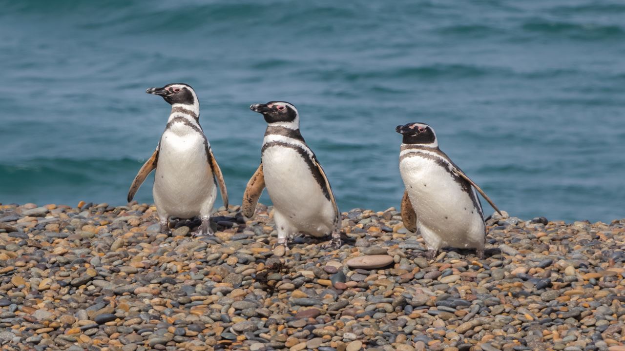 Angebot: Punta Tombo Und Flughafentransfers