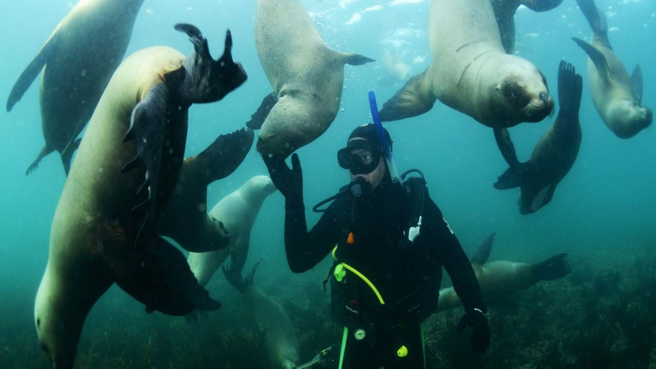 Plonger Avec Des Otaries